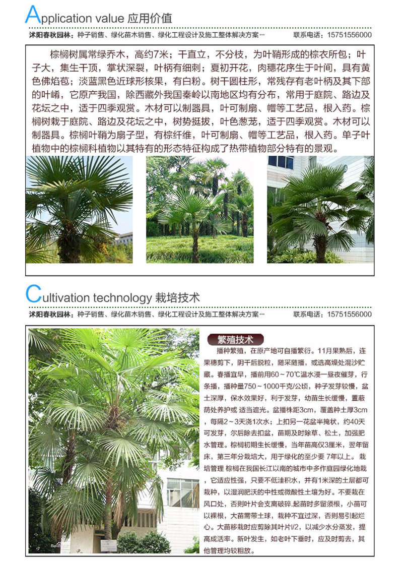 棕櫚種子應用價值及種植技術