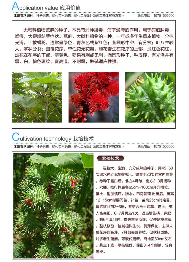 蓖麻籽種子應用價值及種植技術