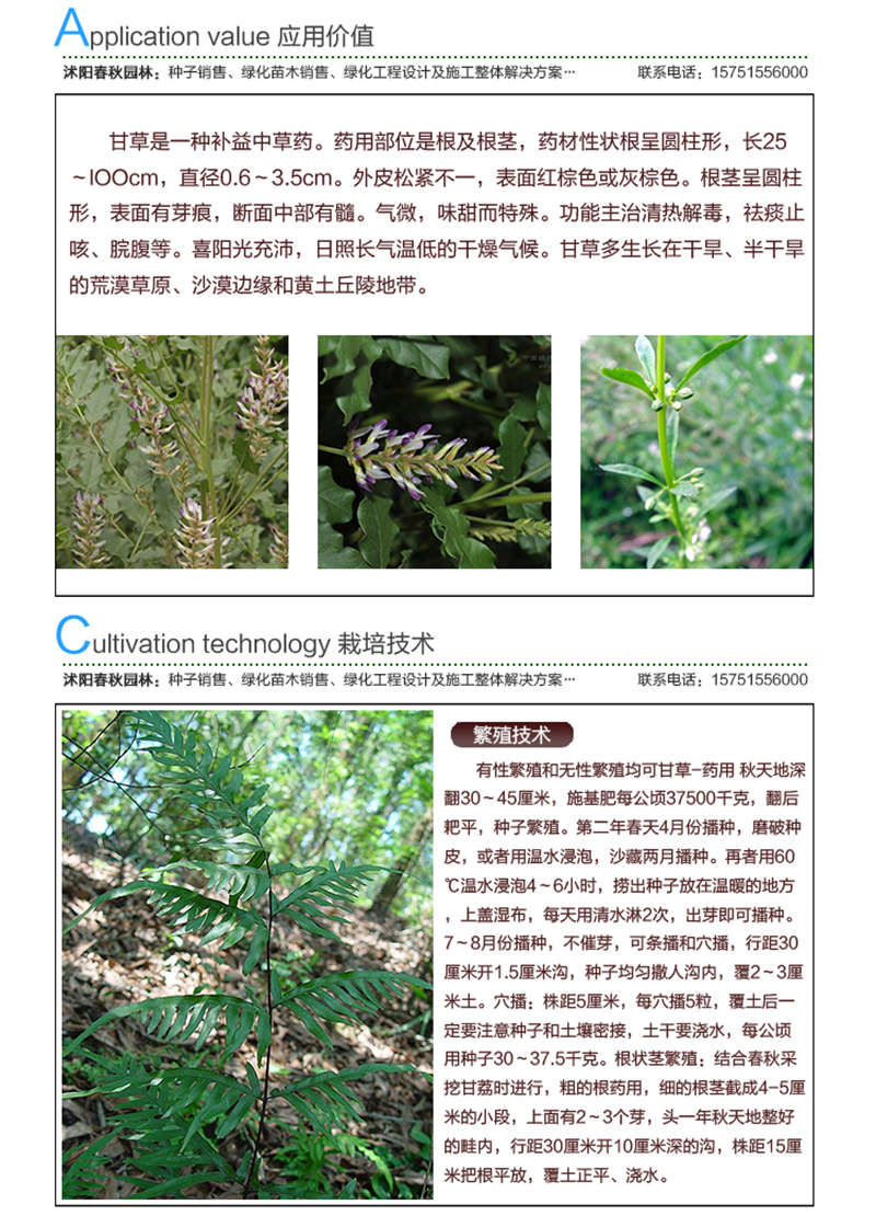 甘草種子應(yīng)用價(jià)值及種植技術(shù)