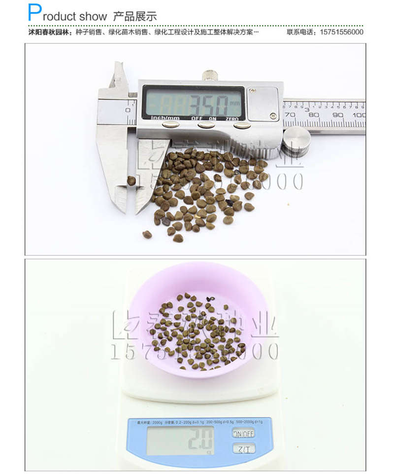 黃芪種子銷售參考價(jià)格