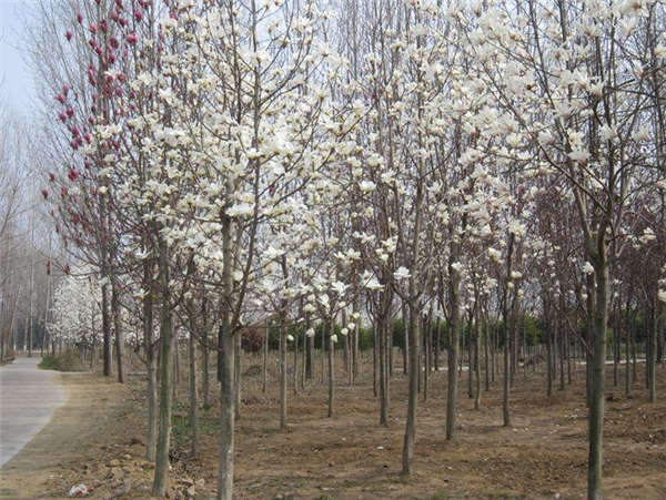白玉蘭產地價格