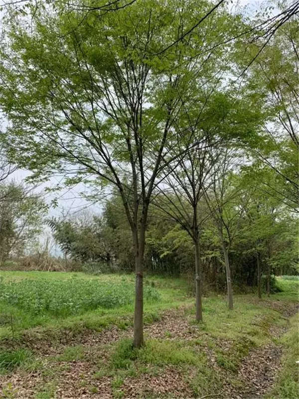 櫸樹產地價格