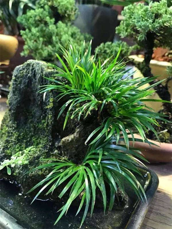 石菖蒲生長習性