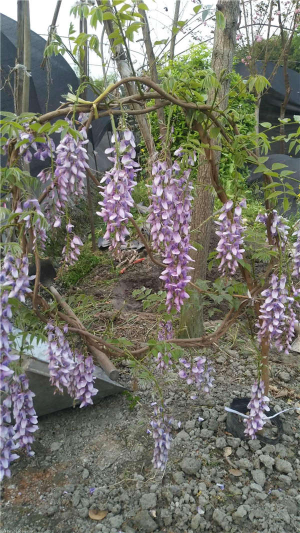 紫藤花生長(zhǎng)習(xí)性