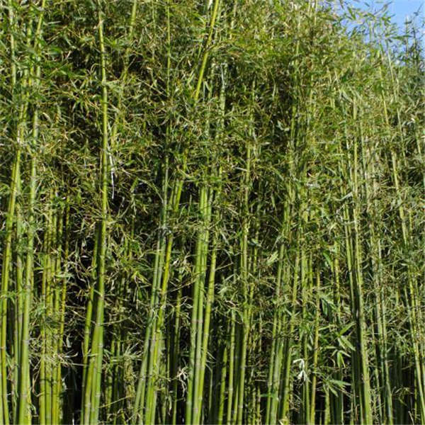 竹子產地價格