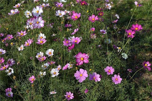 格桑花產(chǎn)地價格