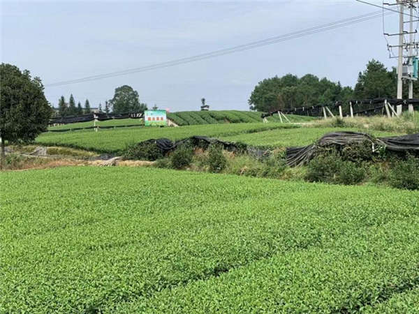 苦蕎產地價格
