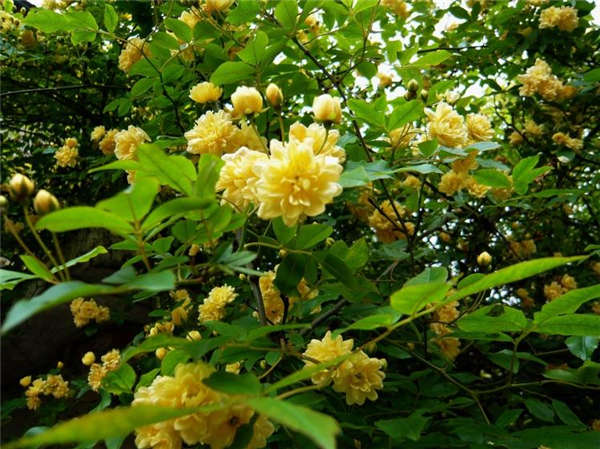 木香生長習性