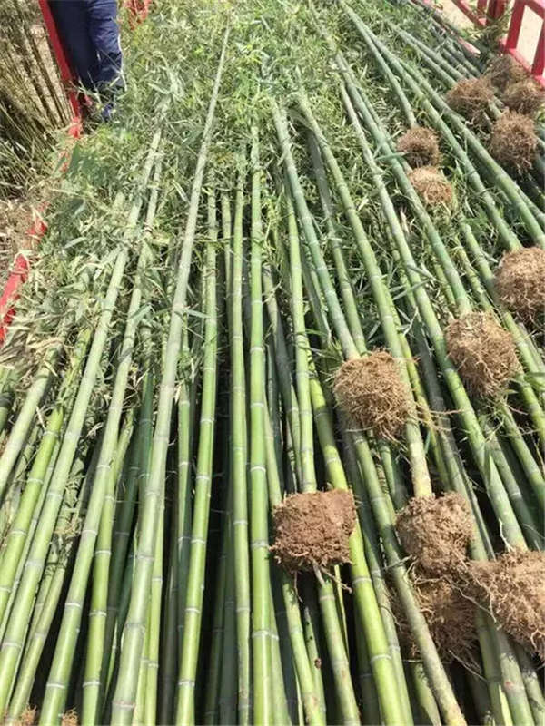 金鑲玉竹產(chǎn)地價格