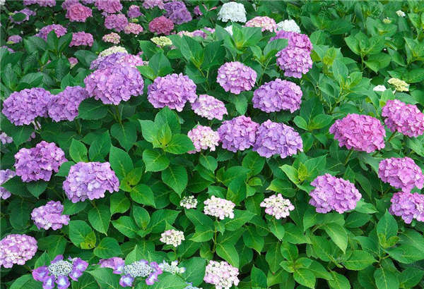 八仙花產地價格