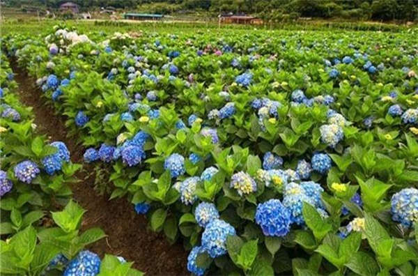 八仙花形態特征