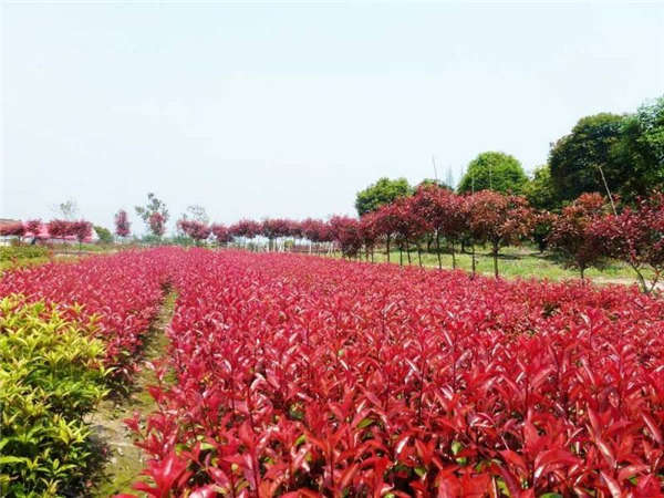 紅葉石楠產地價格