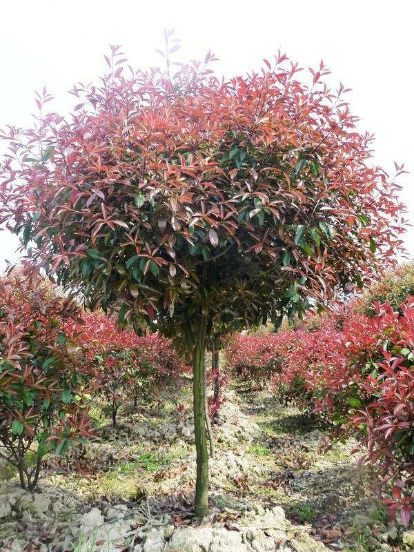 紅葉石楠形態特征