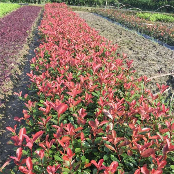 紅葉石楠生長習性